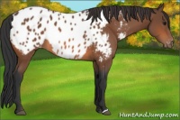 Horse Color:Bay Near Leopard Rabicano