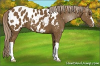 Horse Color:Chocolate Palomino Appaloosa 