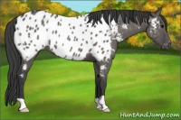 Horse Color:Grullo Appaloosa 