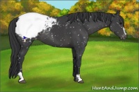 Horse Color:Black Sabino Snowcap 
