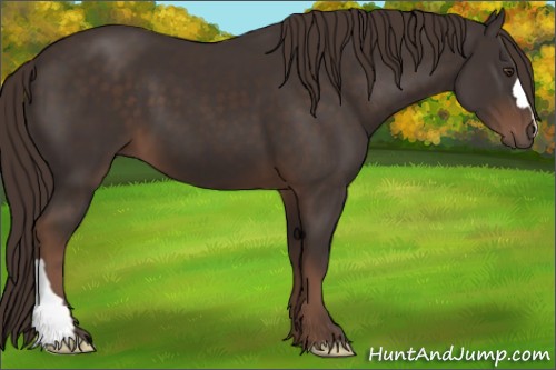 Horse Color:Liver Chestnut 