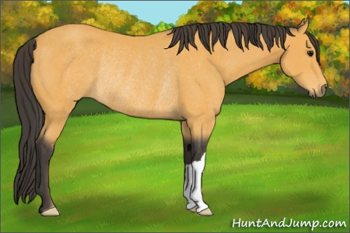 Horse Color:Buckskin Rabicano 
