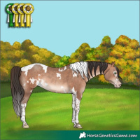 Horse Color:White Spotted Sable Champagne Tobiano Rabicano 