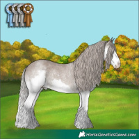 Horse Color:Silver Grullo Roan Splash