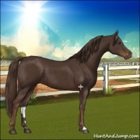 Horse Color:Liver Chestnut 