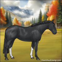 Horse Color:Black 