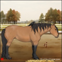 Horse Color:Bay Roan 