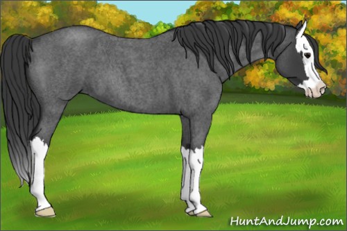 Horse Color:Blue Roan Splash 
