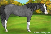 Horse Color:Blue Roan Splash 