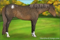 Horse Color:Chocolate Palomino Varnish 