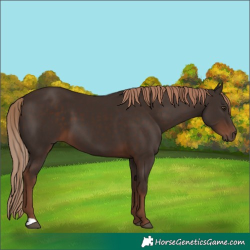 Horse Color:Liver Chestnut 