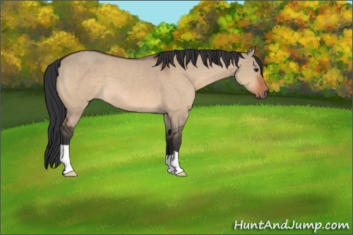 Horse Color:Brown Dun