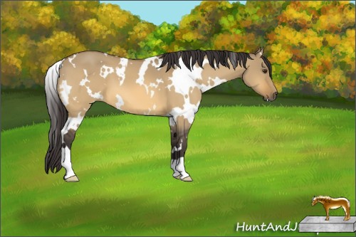 Horse Color:White Spotted Buckskin Dun 