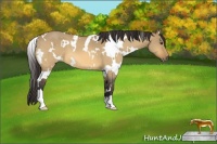 Horse Color:White Spotted Buckskin Dun 