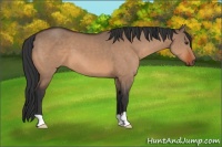 Horse Color:Brown Dun 