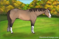Horse Color:Brown Dun Splash Appaloosa