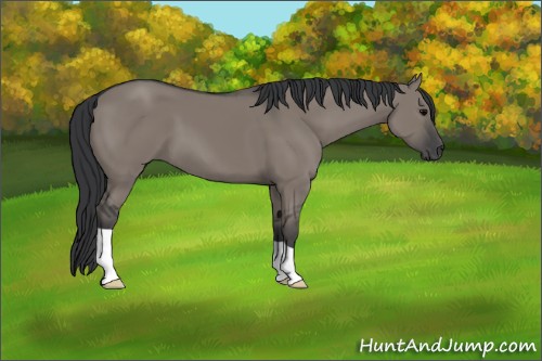 Horse Color:Grullo 
