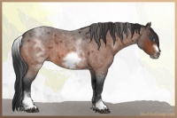 Horse Color:White Spotted Brown Roan Frame 