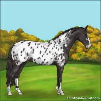 Horse Color:Smoky Black Sabino Blanket Rabicano