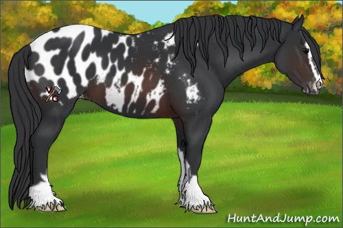 Horse Color:Brown Sabino Blanket