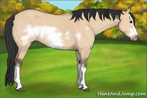 Horse Color:Bay Dun Splash Frame 