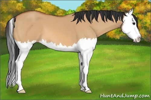 Horse Color:Bay Dun Splash 