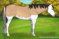 Horse Color:Bay Dun Splash 