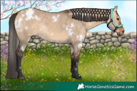 Horse Color:White Spotted Bay Dun Rabicano 