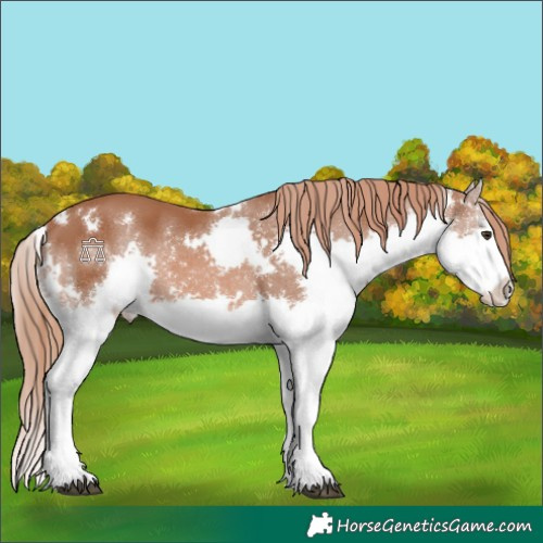 Horse Color:White Spotted Chestnut Splash