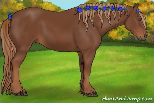 Horse Color:Chestnut 