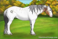 Horse Color:White Spotted Bay Tobiano Appaloosa