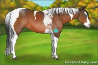 Horse Color:Bay Splash Tobiano 