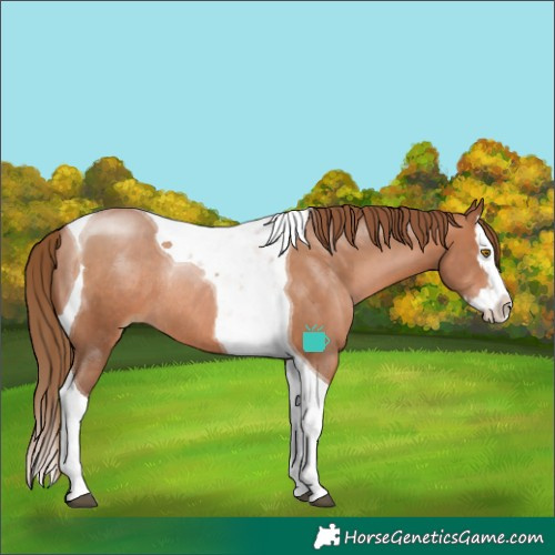 Horse Color:Brown Pearl Splash Tobiano Rabicano