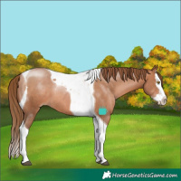 Horse Color:Brown Pearl Splash Tobiano Rabicano
