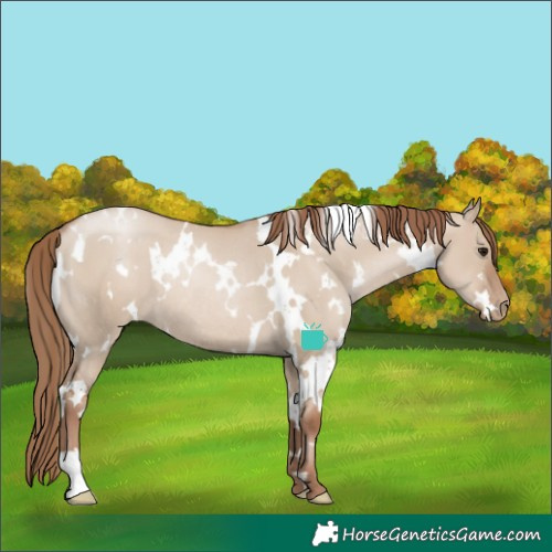 Horse Color:White Spotted Grullo Pearl Rabicano 
