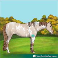 Horse Color:White Spotted Grullo Pearl Rabicano 