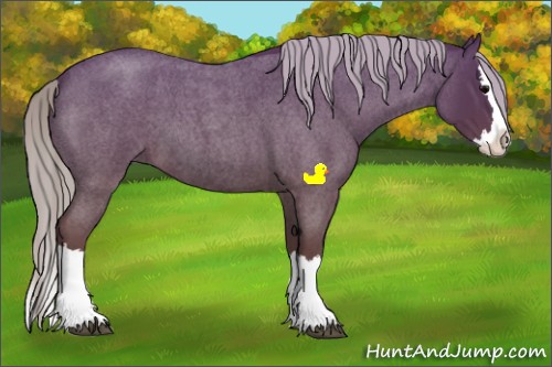 Horse Color:Silver Blue Roan Splash 