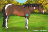 Horse Color:Bay Tobiano 