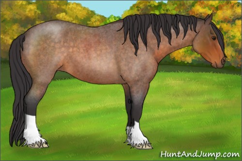 Horse Color:Buckskin Roan 