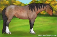 Horse Color:Buckskin Roan 
