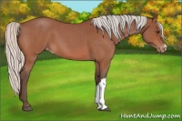 Horse Color:Silver Bay Roan Appaloosa