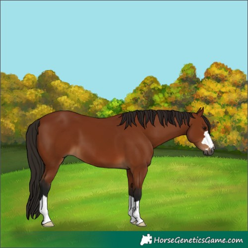 Horse Color:Gray Bay