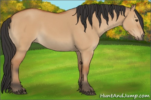 Horse Color:Bay Dun 