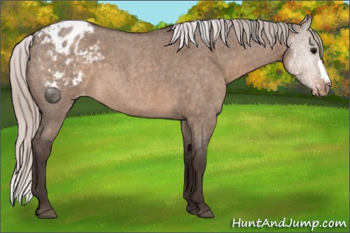 Horse Color:Silver Brown Roan Dun Appaloosa 