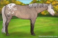 Horse Color:Silver Brown Roan Dun Appaloosa 