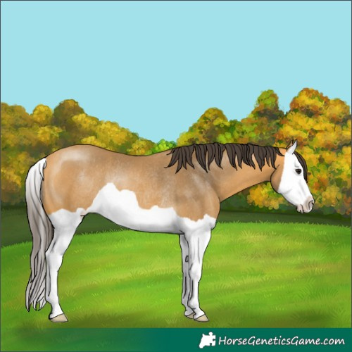 Horse Color:Buckskin Splash Rabicano 