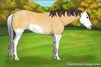 Horse Color:Buckskin Splash Rabicano 