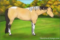 Horse Color:Buckskin Sabino Tobiano Rabicano 