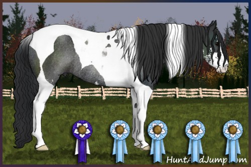 Horse Color:Black Sabino Tobiano Rabicano 