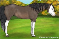 Horse Color:Brown Dun Splash 